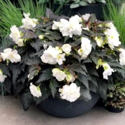Nonstop® Joy Mocca White Tuberous Begonia Plant