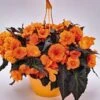 Nonstop® Mocca Bright Orange Tuberous Begonia Plant -Annual Plants Shop nonstop mocca bright orange begonia plant 1616 detail