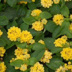 Nugget Lantana Plant