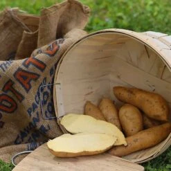 O'Henry Sweet Potato