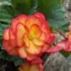 AmeriHybrid® On Top Sun Glow Tuberous Begonia Plant -Annual Plants Shop on top amerihybrid sun glow begonia plant .jpg 2220 detail