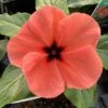 Quasar Orange Target Catharanthus -Annual Plants Shop orangetargetvinceplant 1708 detail