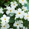 Sun Parasol® Original White Mandevilla