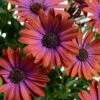Ostica™ Bronze Osteospermum Plant