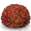 Belgian Mum® Padre Orange Plant 2 Belgian Mum® Padre Orange Plant -Annual Plants Shop padre orange hardy belgian mum plant 191 detail