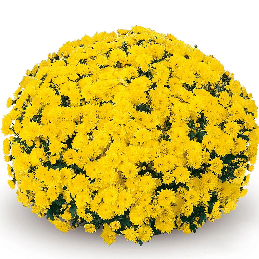 Belgian Mum® Padre Yellow Plant 3 Belgian Mum® Padre Yellow Plant