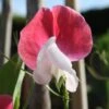 Painted Lady Sweet Pea Flowers