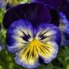 Delta™ Premium Blue Morpho Pansy