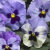 Delta™ Premium Marina Pansy -Annual Plants Shop pansy delta premium marina plant 748 detail