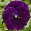 Delta™ Premium Pure Violet Pansy -Annual Plants Shop pansy delta premium pure violet plant 1770 detail