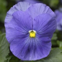 Delta™ Premium True Blue Pansy