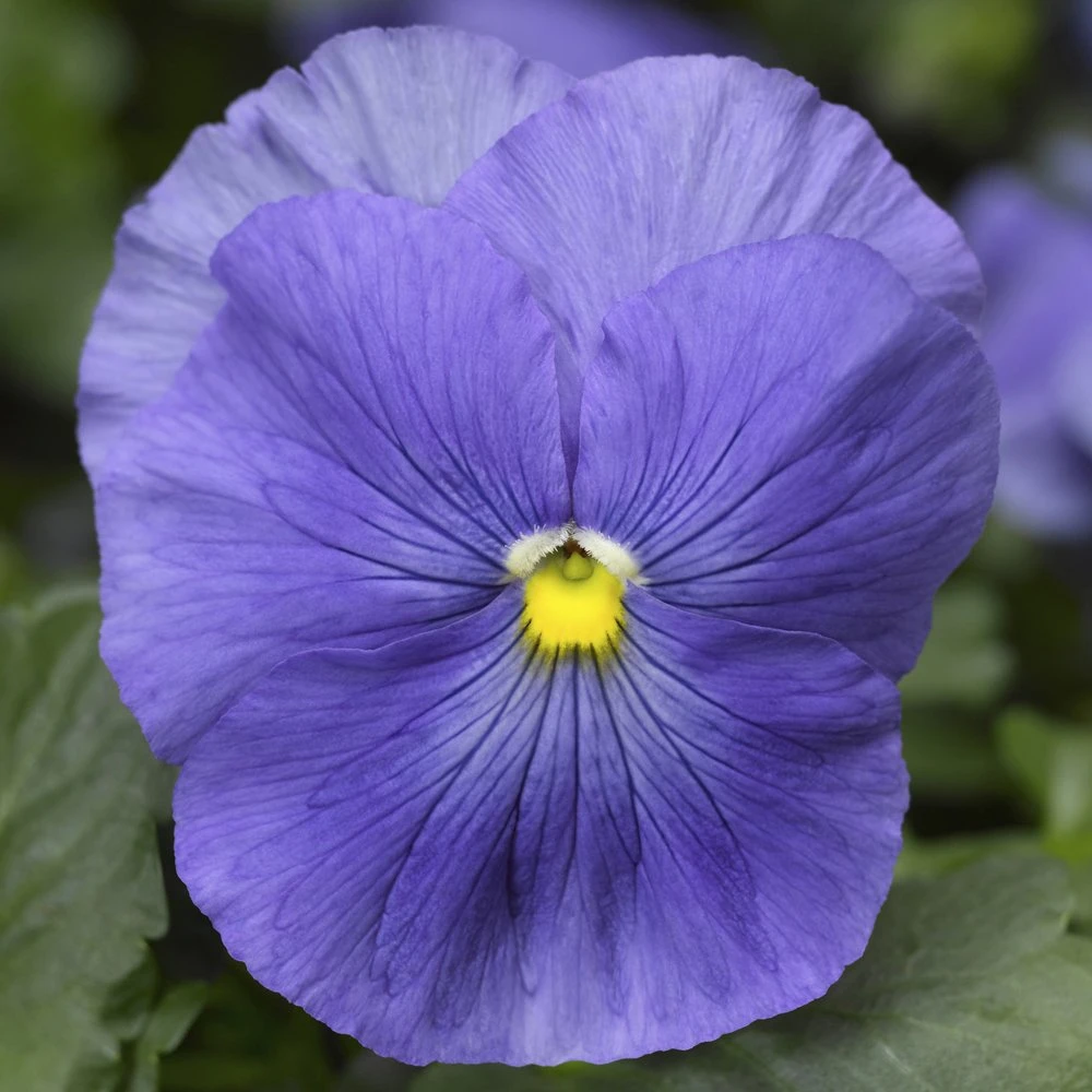Delta™ Premium True Blue Pansy 3 Delta™ Premium True Blue Pansy