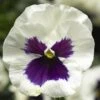 Delta™ Premium White Blotch Pansy