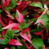 Party Time Alternanthera Plant -Annual Plants Shop party time alternanthera 1593 detail