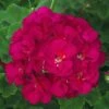 Patriot™ Bright Violet Zonal Geranium Plant 2 Patriot™ Bright Violet Zonal Geranium Plant -Annual Plants Shop patriot bright violet geranium plant 222 detail