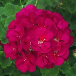 Patriot™ Bright Violet Zonal Geranium Plant