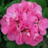Patriot™ Tickled Pink Zonal Geranium Plant -Annual Plants Shop patriot geranium tickled pink plant 757 detail