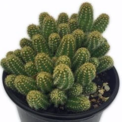Peanut Cactus
