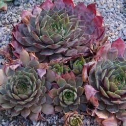 Peggy Sempervivum (Hens And Chicks)