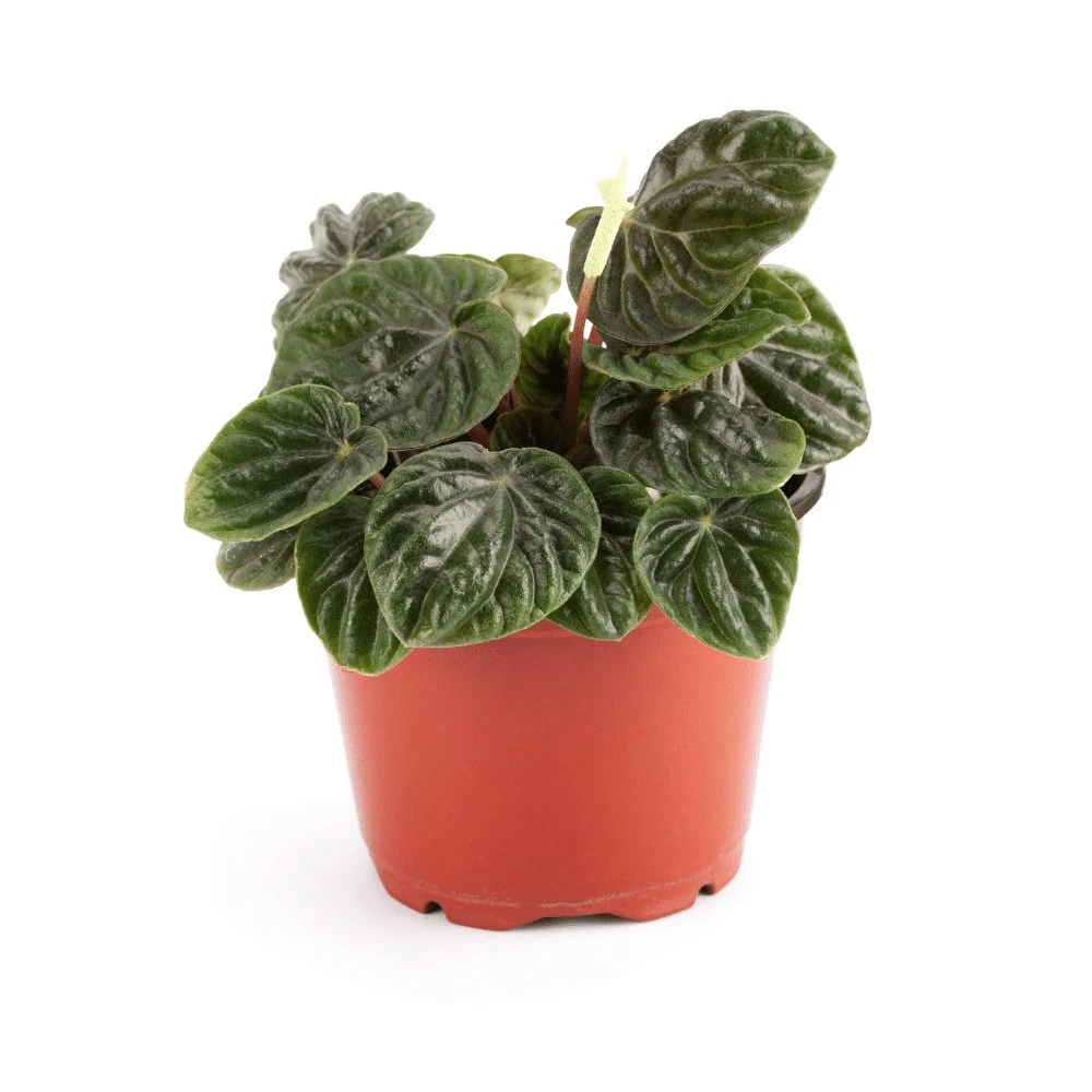 Peperomia Emerald Ripple Red 3 Peperomia Emerald Ripple Red