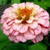Peppermint Stick Zinnia