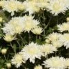 Bristol White Perennial Mum Plant