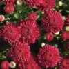 Cool Igloo Perennial Mum Plant