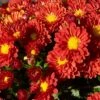 Firedance Igloo Perennial Mum Plant