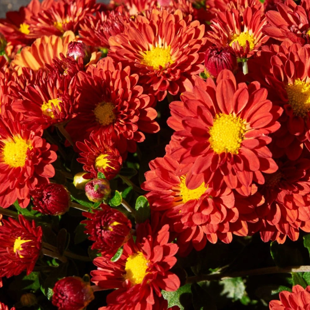 Firedance Igloo Perennial Mum Plant 3 Firedance Igloo Perennial Mum Plant