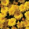Sizzling Igloo Perennial Mum Plant 1 Sizzling Igloo Perennial Mum Plant -Annual Plants Shop perennial mum igloo sizzling plant 1842 detail