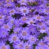 Senetti Baby Blue Pericallis -Annual Plants Shop pericallis baby senetti blue plant 1834 detail