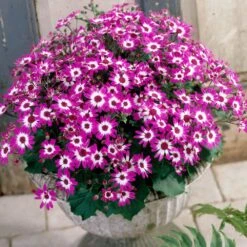 Senetti Baby Magenta Bicolor Pericallis