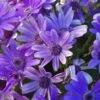 Senetti Baby True Blue Pericallis