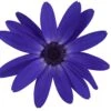 Senetti Blue Halo Pericallis -Annual Plants Shop pericallis senetti blue halo plant 764 detail