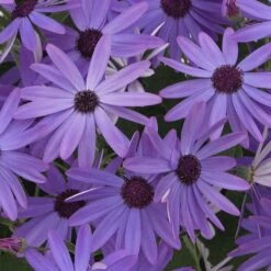 Senetti Blue Pericallis