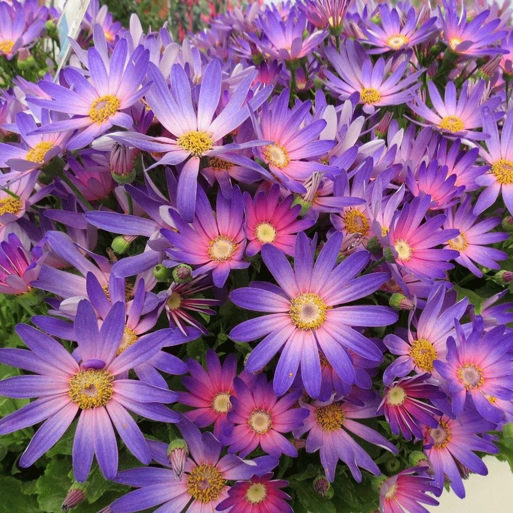 Senetti Magic Salmon Pericallis 3 Senetti Magic Salmon Pericallis