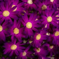 Senetti Rose Glow Pericallis