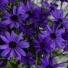 Senetti Super Blue Pericallis