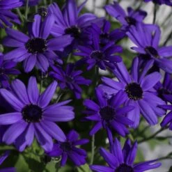 Senetti Super Blue Pericallis
