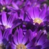 Senetti Violet Pericallis