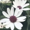 Senetti White Red Heart Pericallis