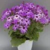 Senetti Sparkle Lavender Pericallis -Annual Plants Shop pericallis sparkle lavender plant 922 detail