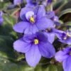 Periwinkle African Violet