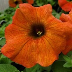 SuperCal® Cinnamon Petchoa Plant