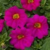 SuperCal® Neon Rose Petchoa Plant -Annual Plants Shop petchoa supercal neon rose plant 439 detail