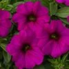 SuperCal® Purple Petchoa Plant