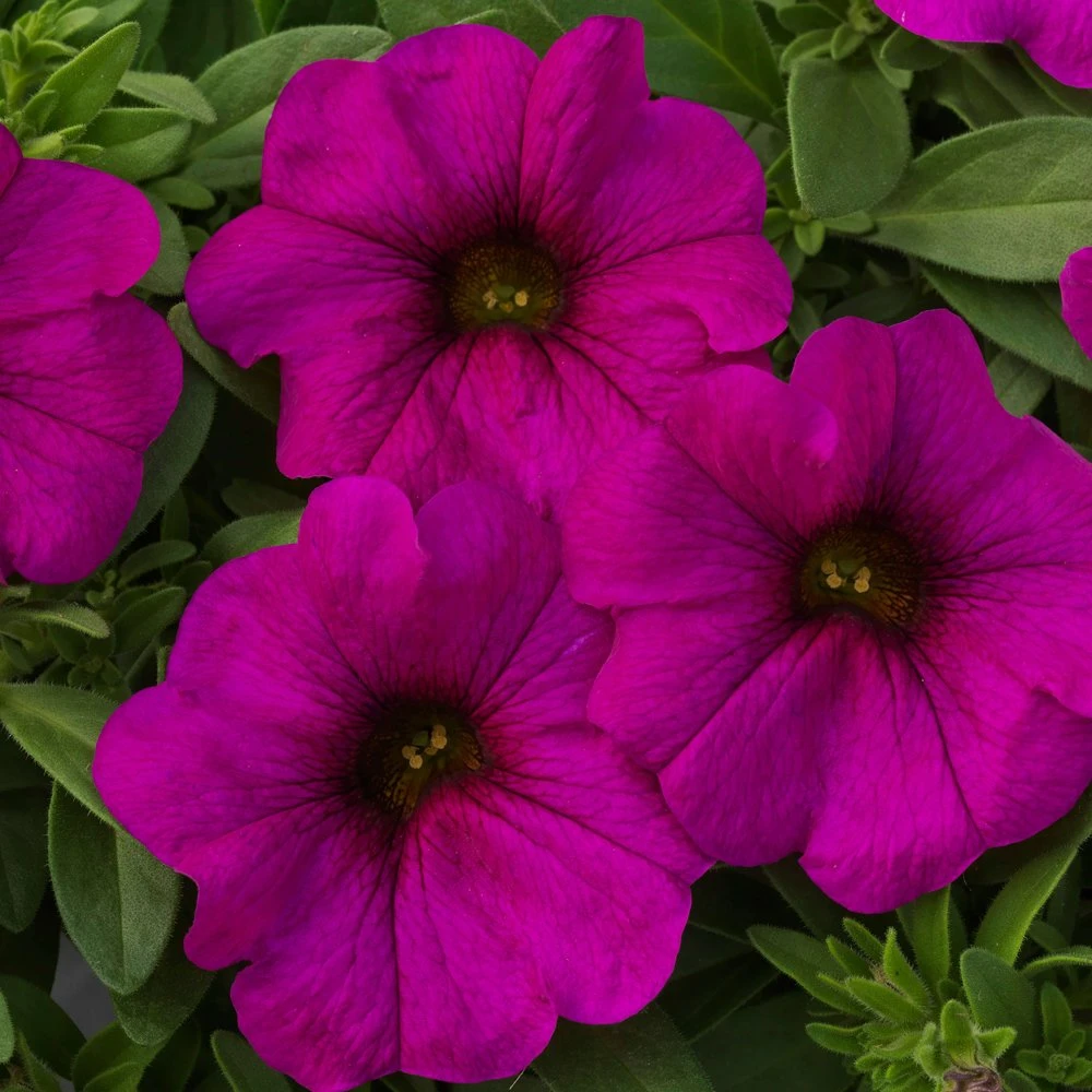 SuperCal® Purple Petchoa Plant 3 SuperCal® Purple Petchoa Plant