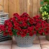 SuperCal® Royale Red Petchoa Plant 2 SuperCal® Royale Red Petchoa Plant -Annual Plants Shop petchoa supercalroyal red plant 2178 detail