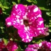 Headliner™ Pink Sky Petunia Plant