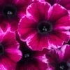 Crazytunia® Ultra Violet Petunia Plant